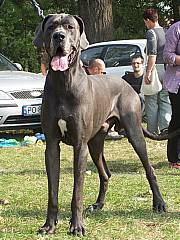 TRISTAN JUNIOR - 2 years - look titles & pedigree