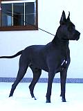 PAKO Amigo Perro.FCI