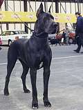 LADY LAGUNA 2 1/2 years 